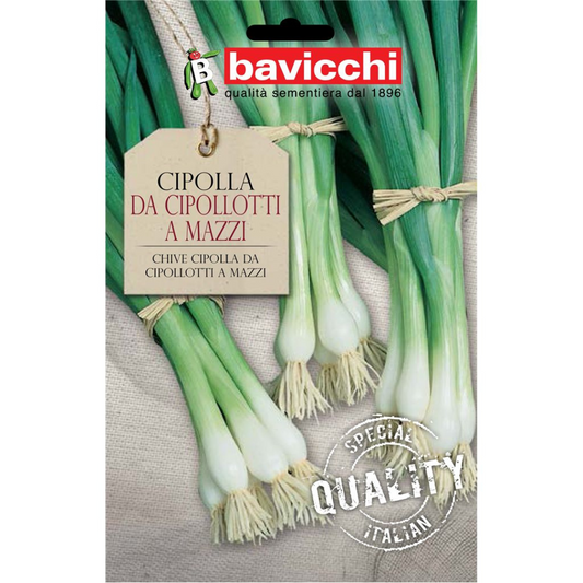 Cipolla Da Cipollotti A Mazzi