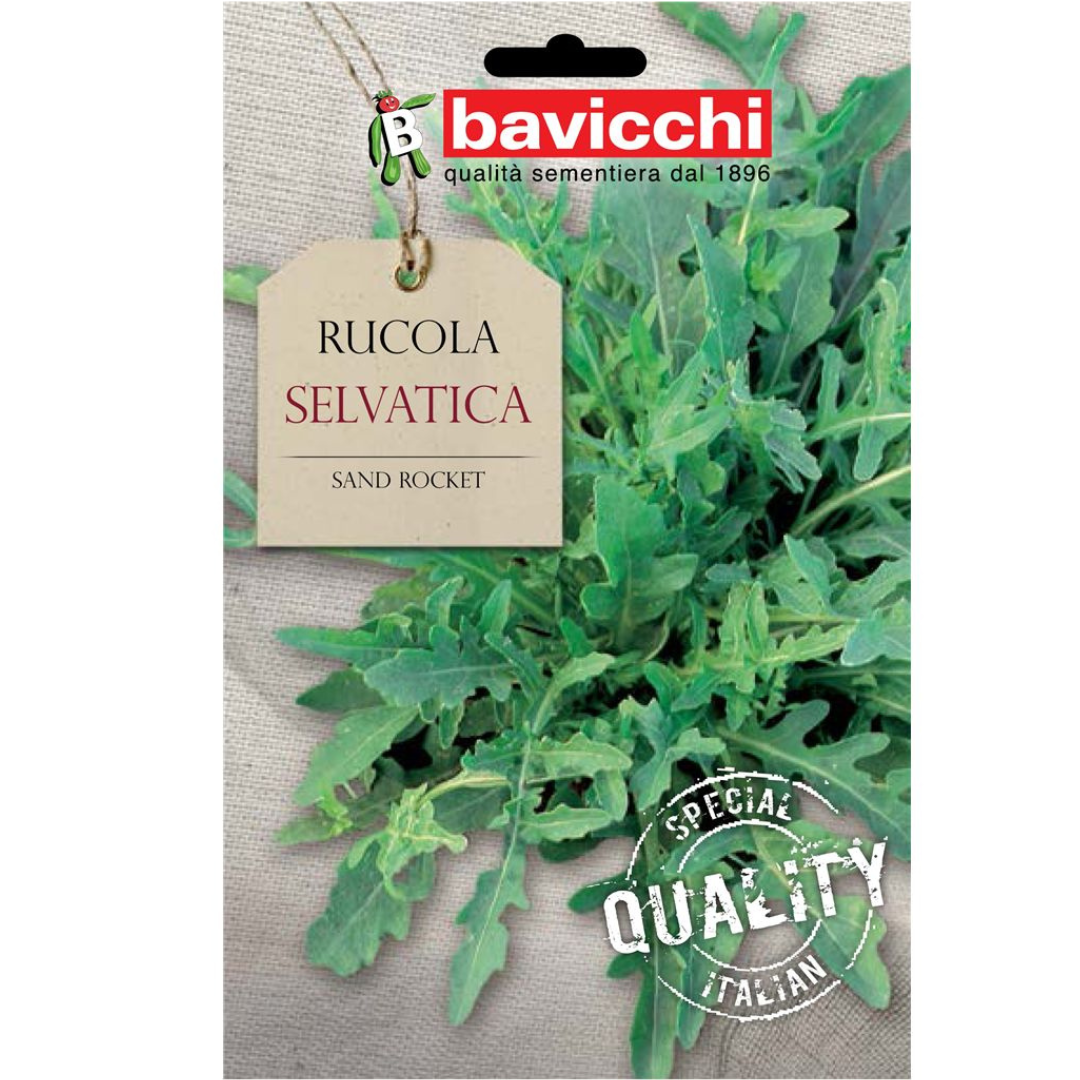 Rucola
