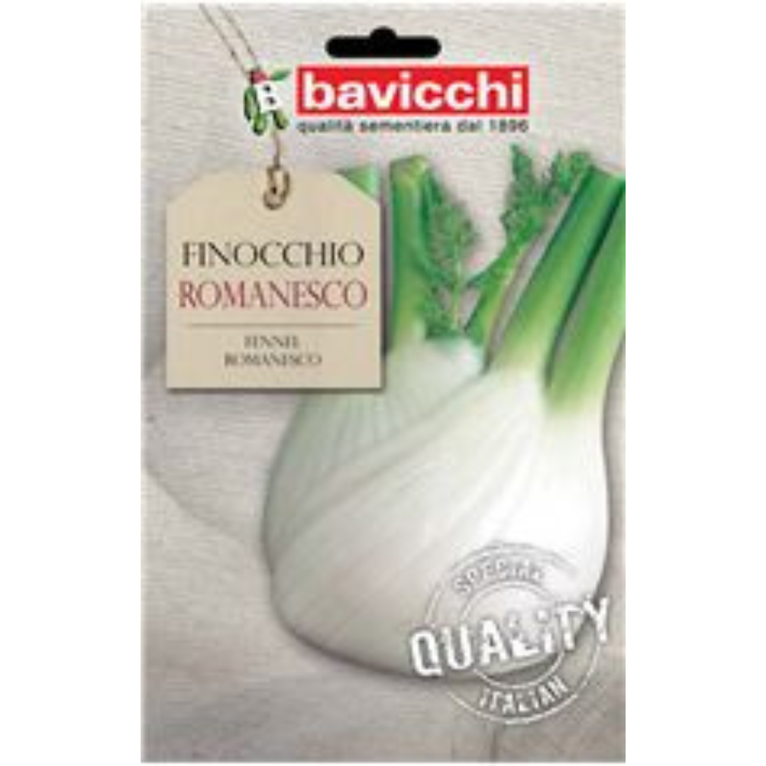 Finocchio