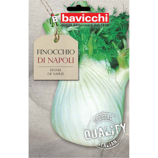 Finocchio