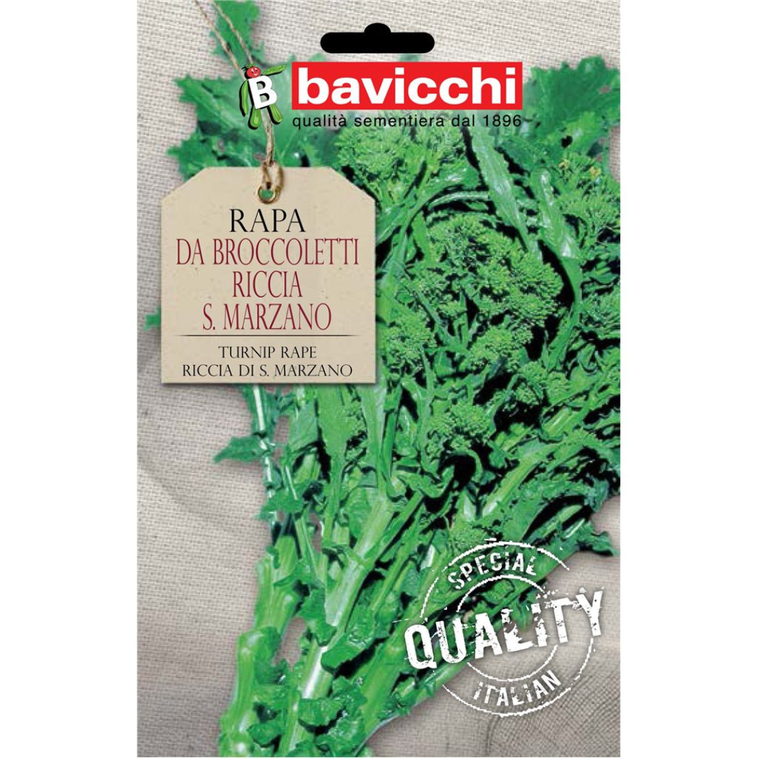 Rapa da broccoletti