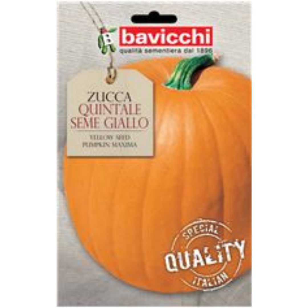 Zucca