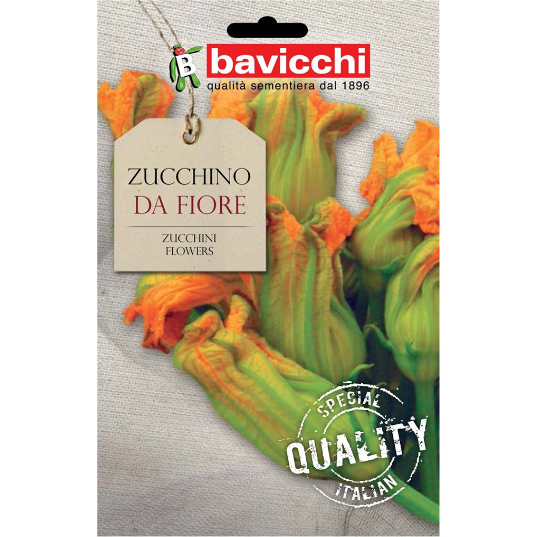 Zucchino