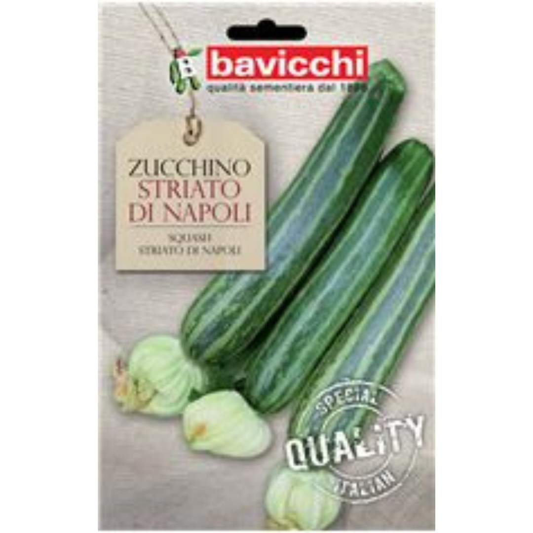 Zucchino